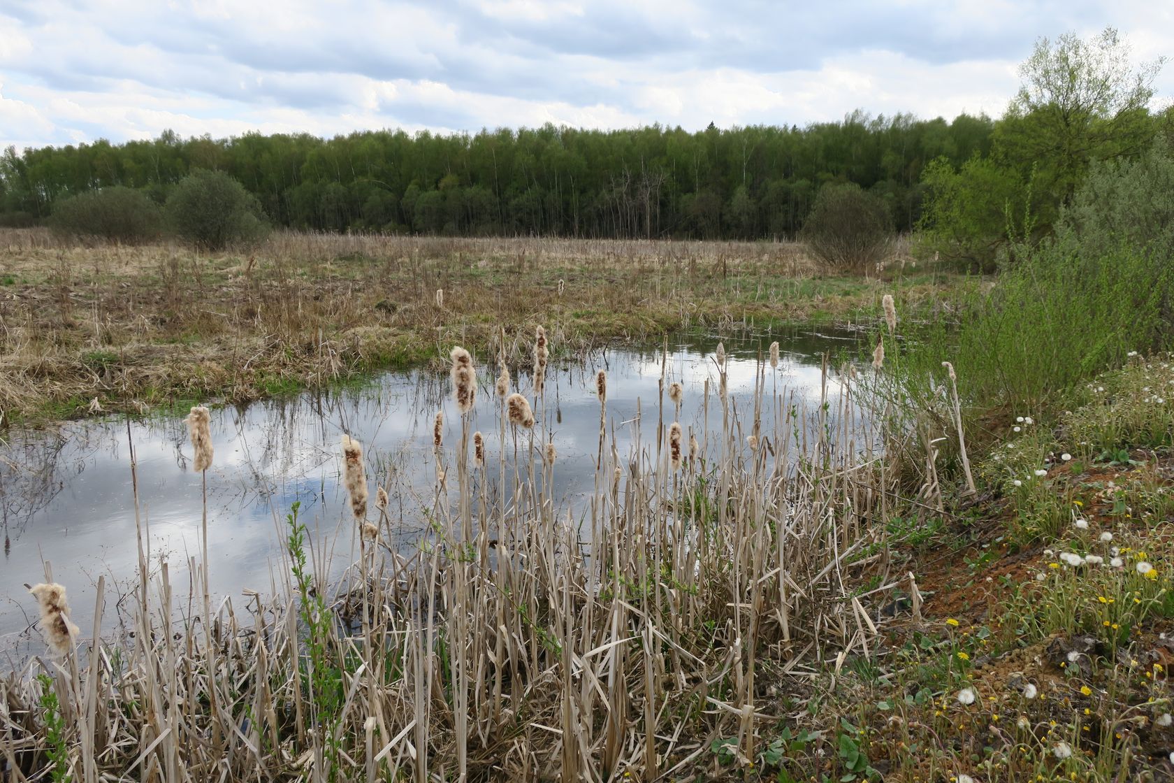 Ярцево, image of landscape/habitat.