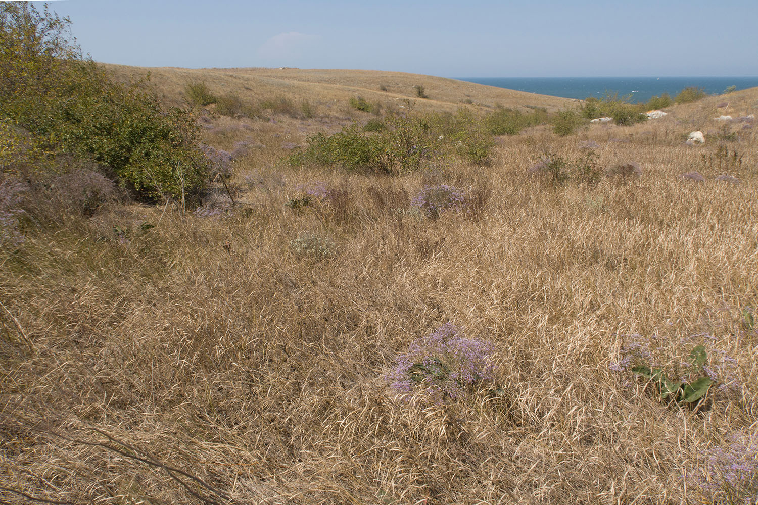 Балка у Генеральских пляжей, image of landscape/habitat.