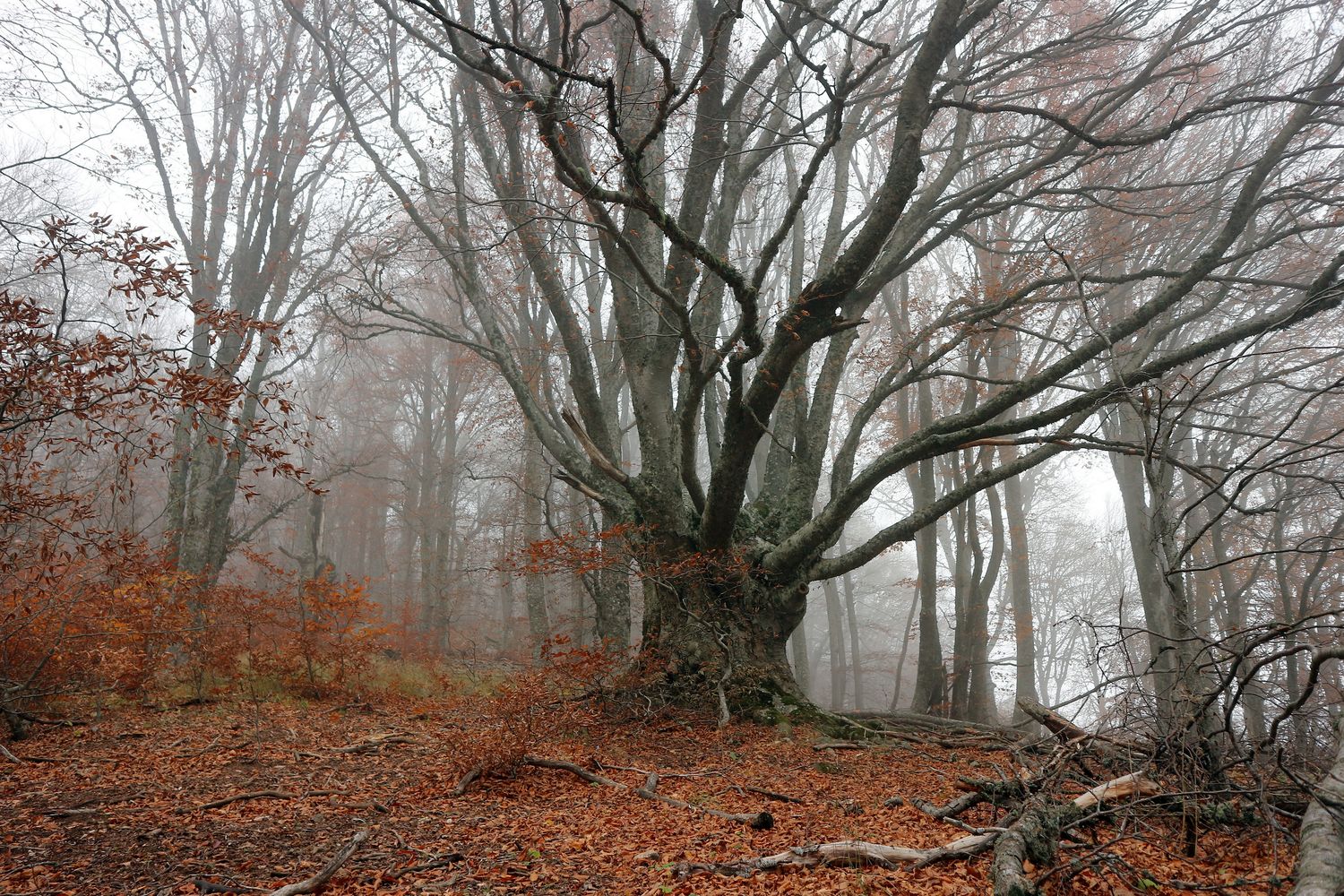 Перья Хапхала, image of landscape/habitat.