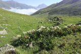 Image of landscape