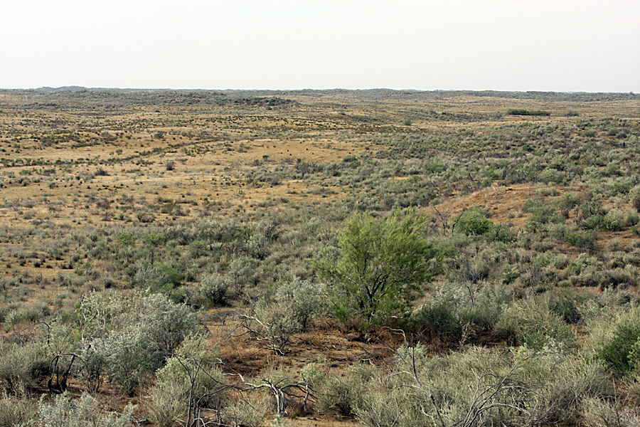 Кызылкум Восточный, image of landscape/habitat.