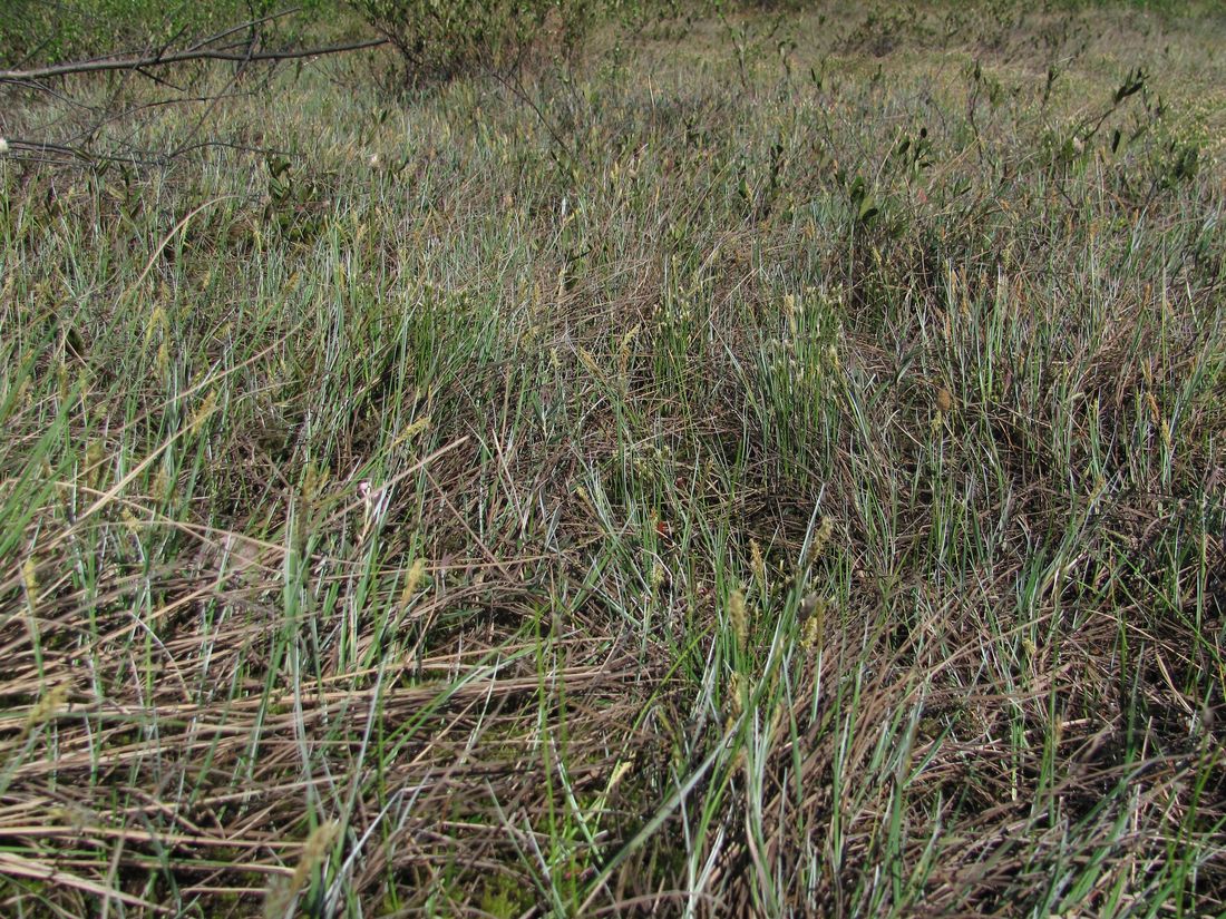 Северные окрестности Архангельска, image of landscape/habitat.