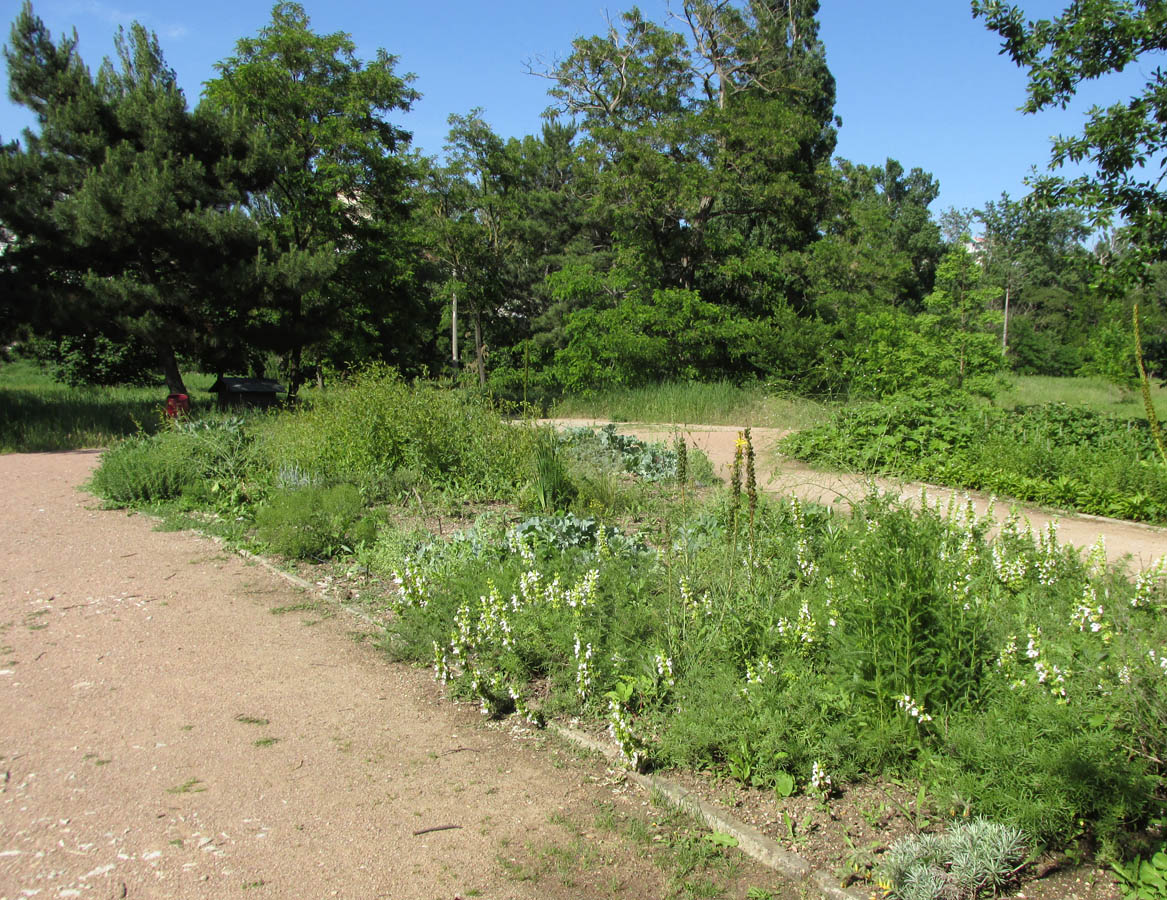 Парк «Салгирка», image of landscape/habitat.