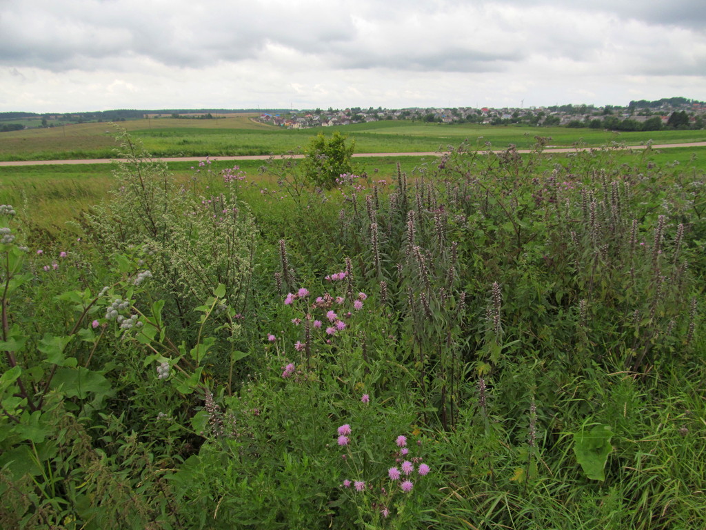 Новогрудок, image of landscape/habitat.