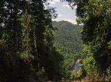 Mamu Tropical Skywalk, image of landscape/habitat.