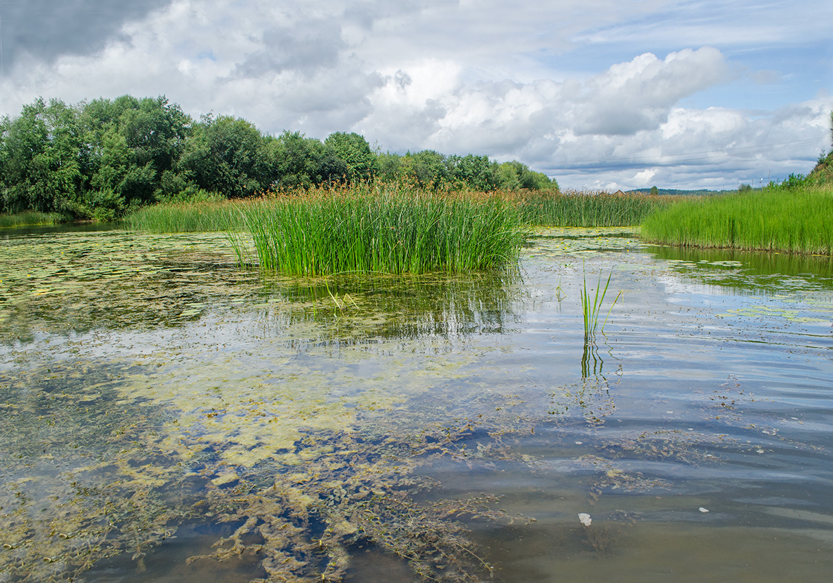 Окрестности Афанасьево, image of landscape/habitat.