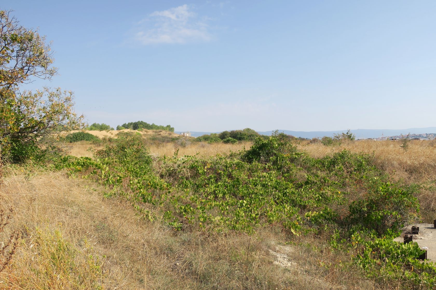 Дюны Несебра, image of landscape/habitat.