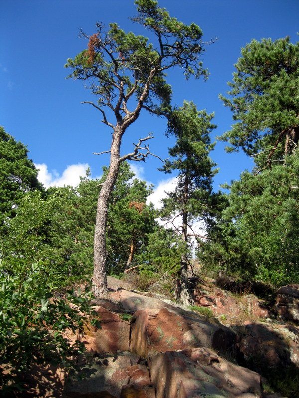 Аландские острова, image of landscape/habitat.