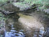 Приокско-Террасный заповедник, image of landscape/habitat.
