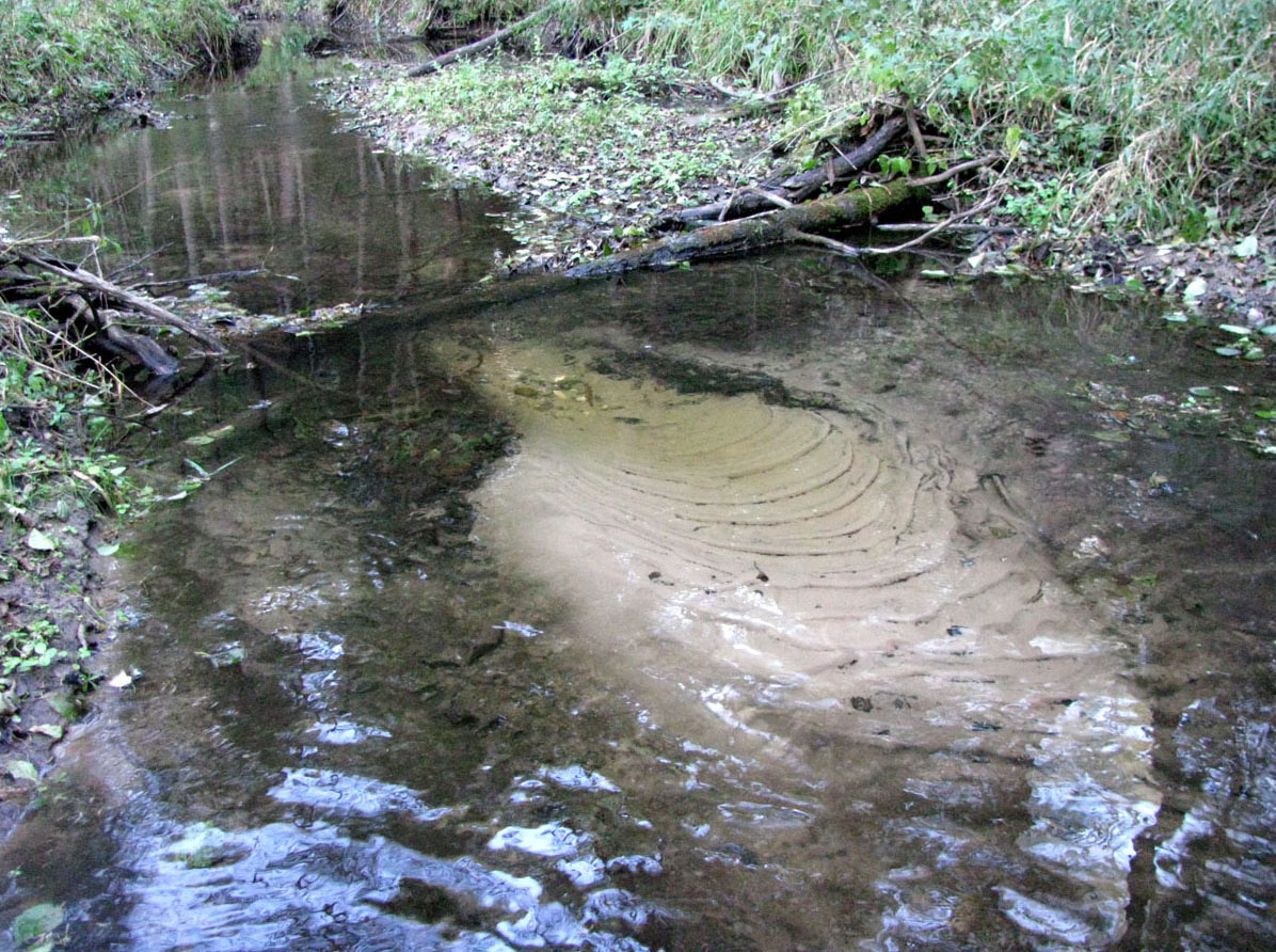 Приокско-Террасный заповедник, image of landscape/habitat.
