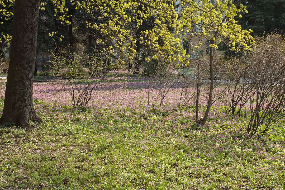 Парк Ботанического института РАН, image of landscape/habitat.