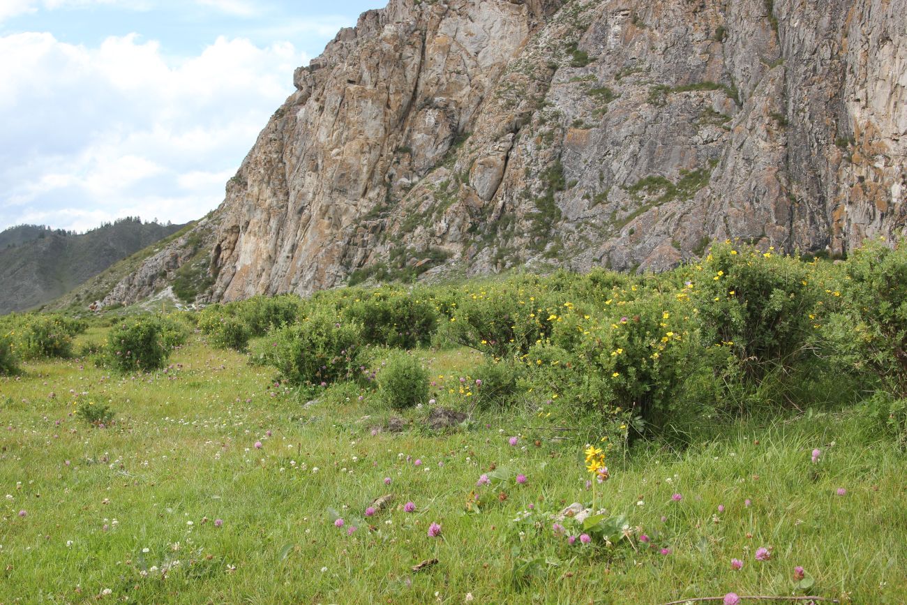 Окрестности Усть-Канской пещеры, image of landscape/habitat.