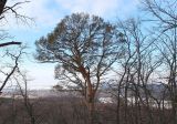 Стенки Изгорья, image of landscape/habitat.