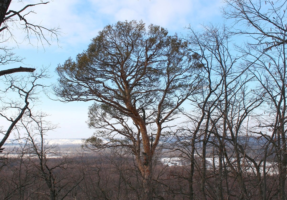 Стенки Изгорья, image of landscape/habitat.
