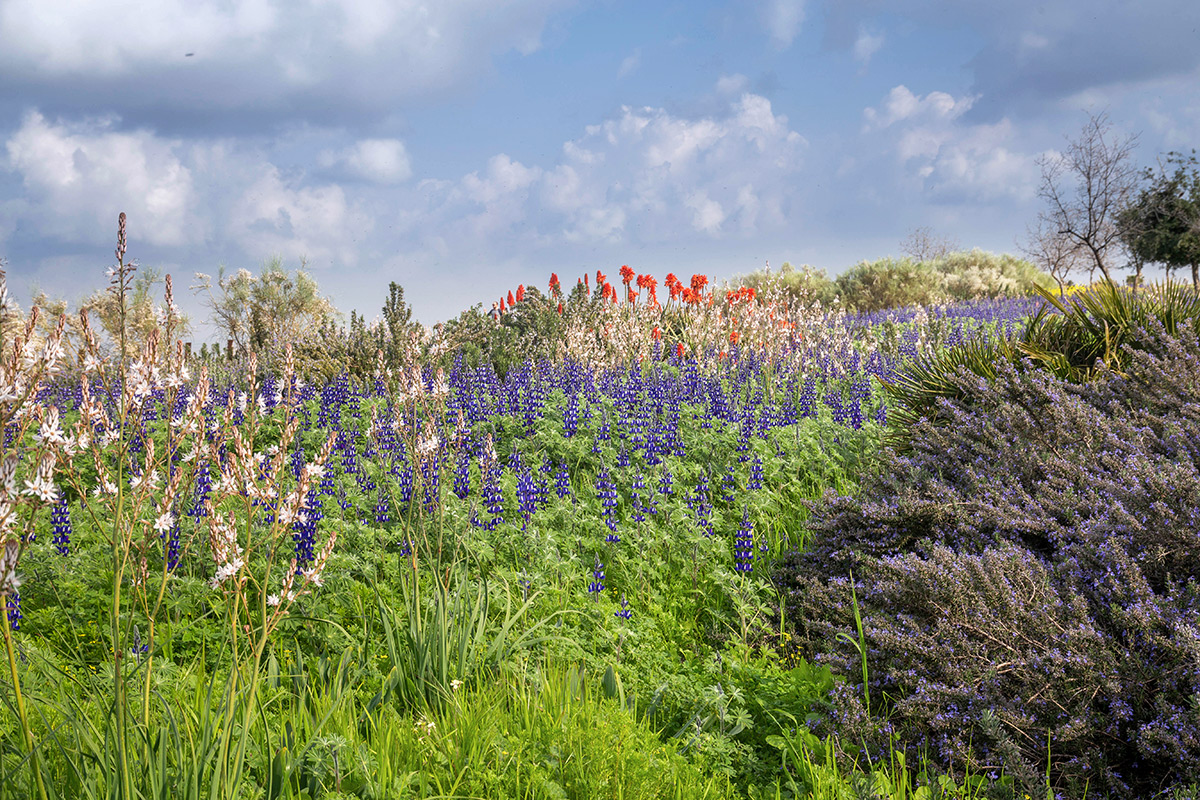 Парк Ариэля Шарона, image of landscape/habitat.