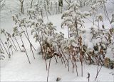 Жулебинский лес, image of landscape/habitat.