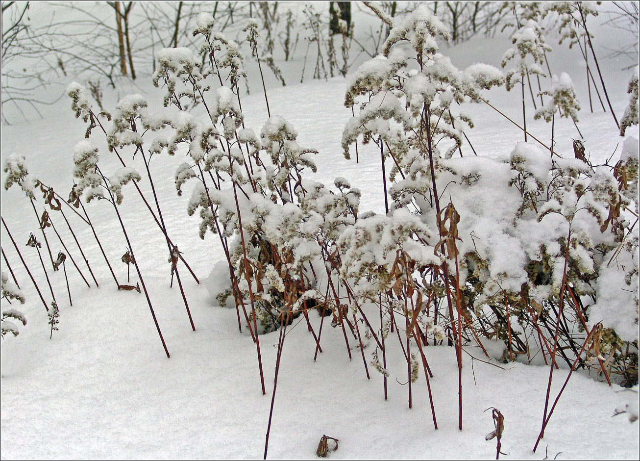 Жулебинский лес, image of landscape/habitat.