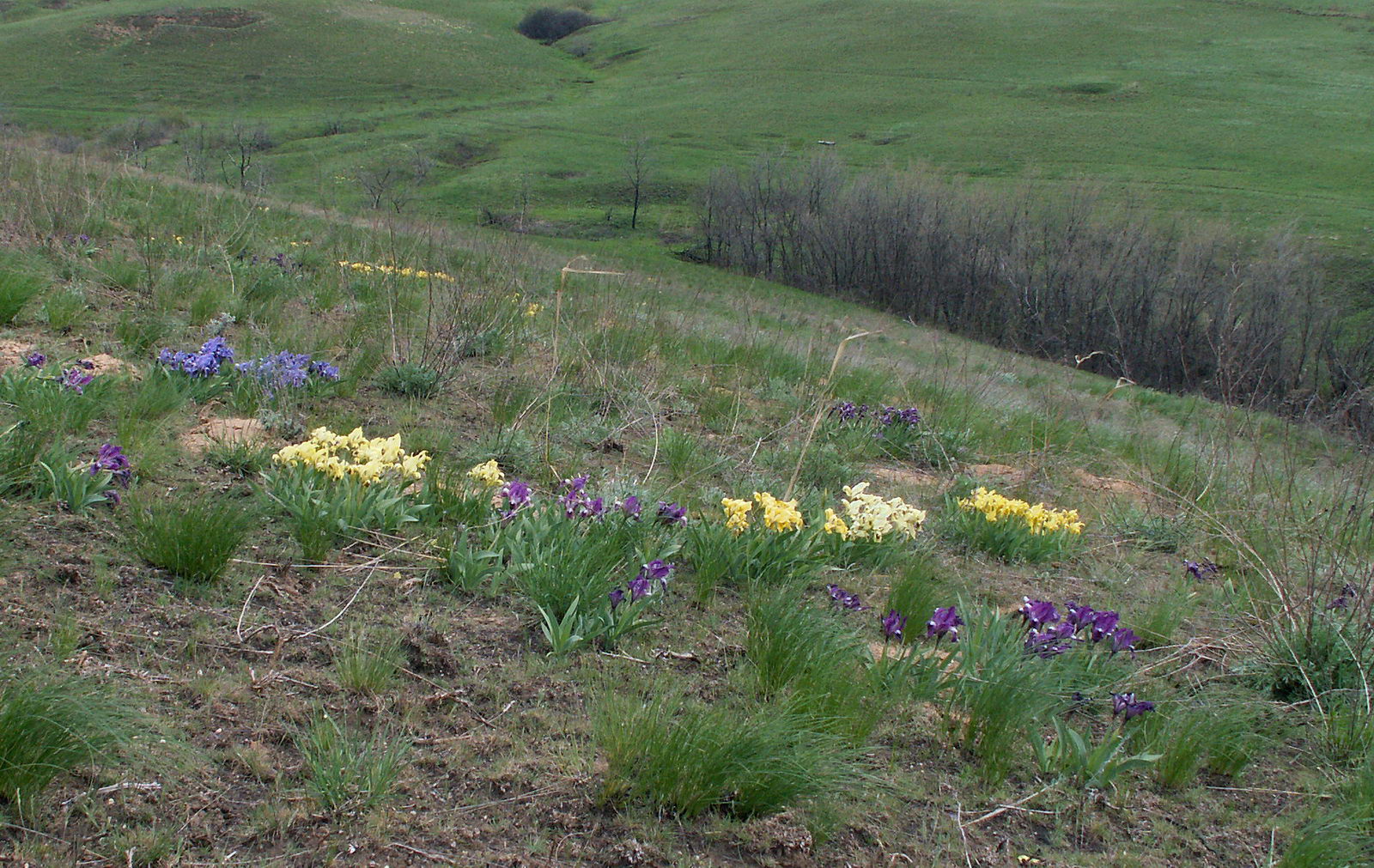Балка Западная, image of landscape/habitat.