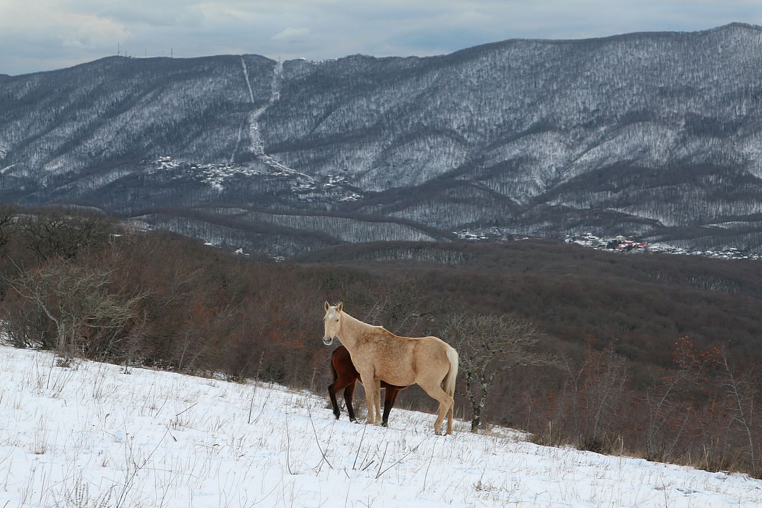Гора Острая, image of landscape/habitat.