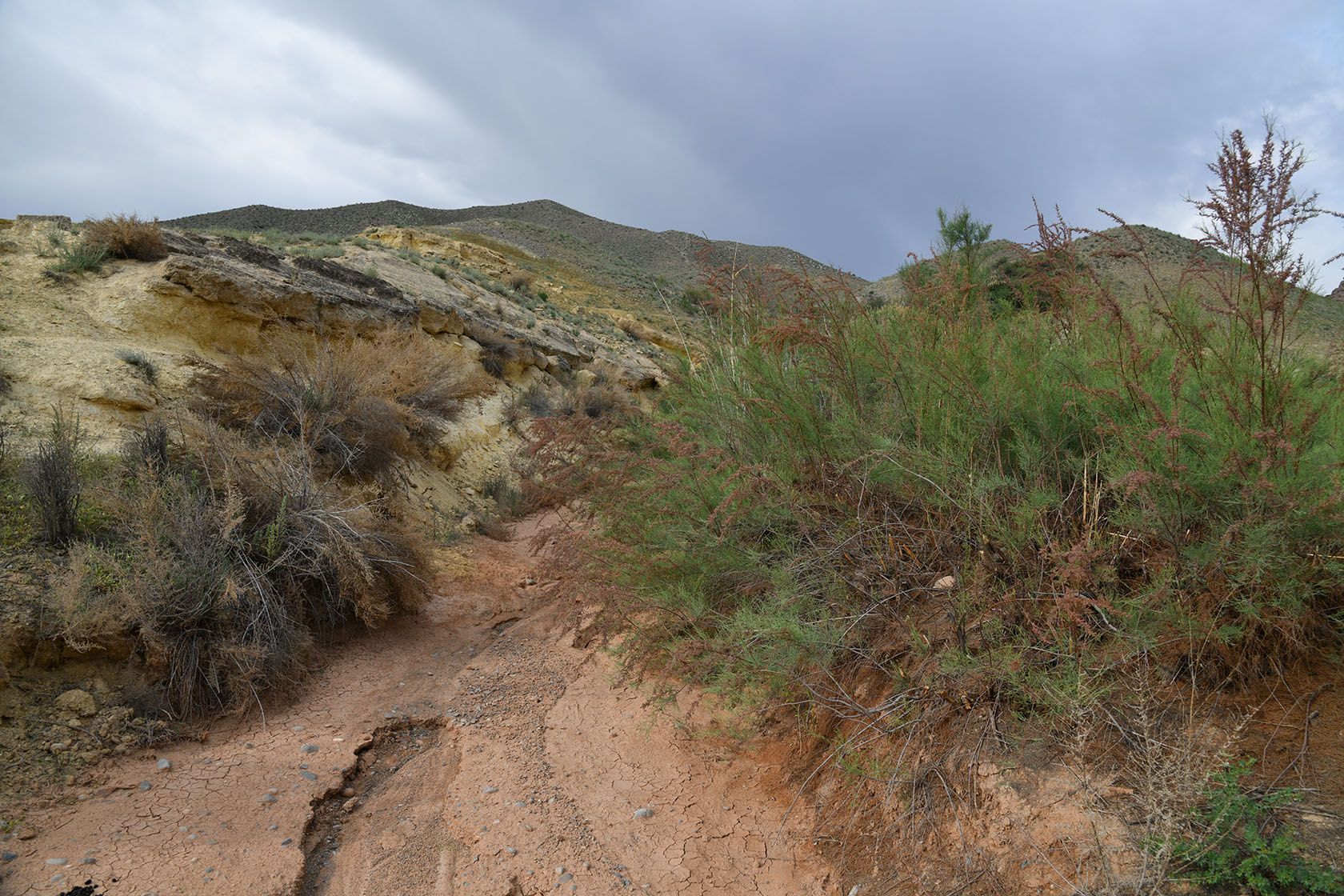 Исфара, image of landscape/habitat.