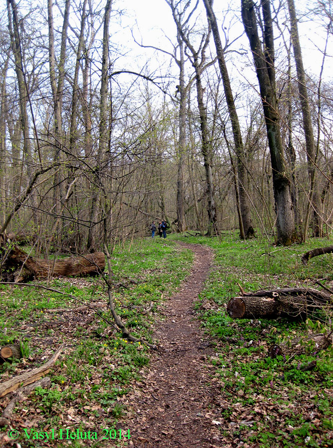 Лесники, низинная часть, image of landscape/habitat.