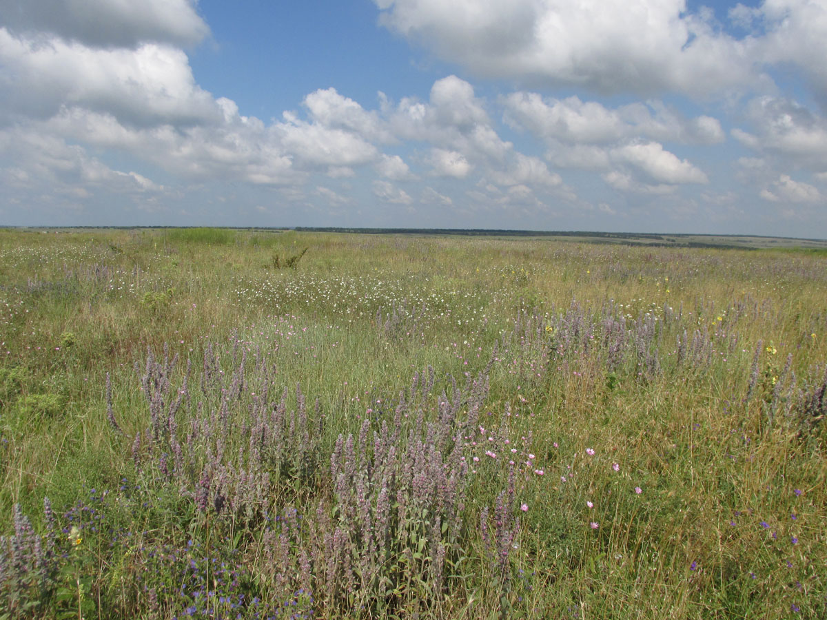 Степь у села Урожайное, image of landscape/habitat.