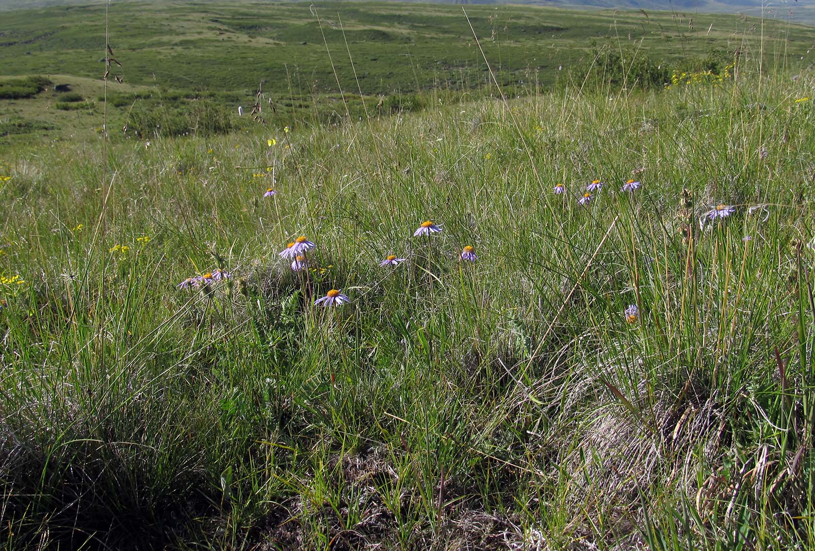 Монгун-Тайга, image of landscape/habitat.