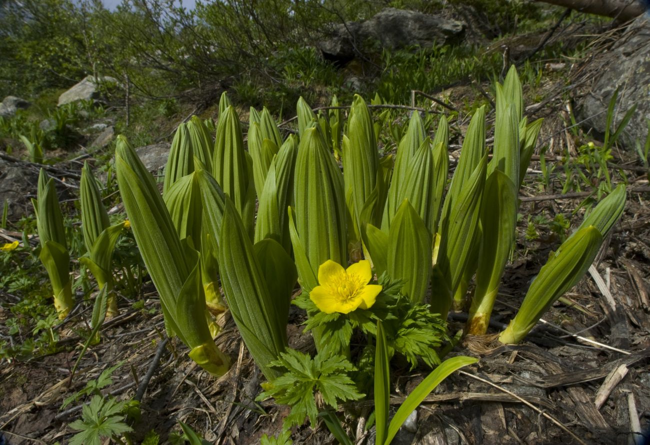 Гора Донгуз-Орун-Гитче-Кара-Баши, image of landscape/habitat.