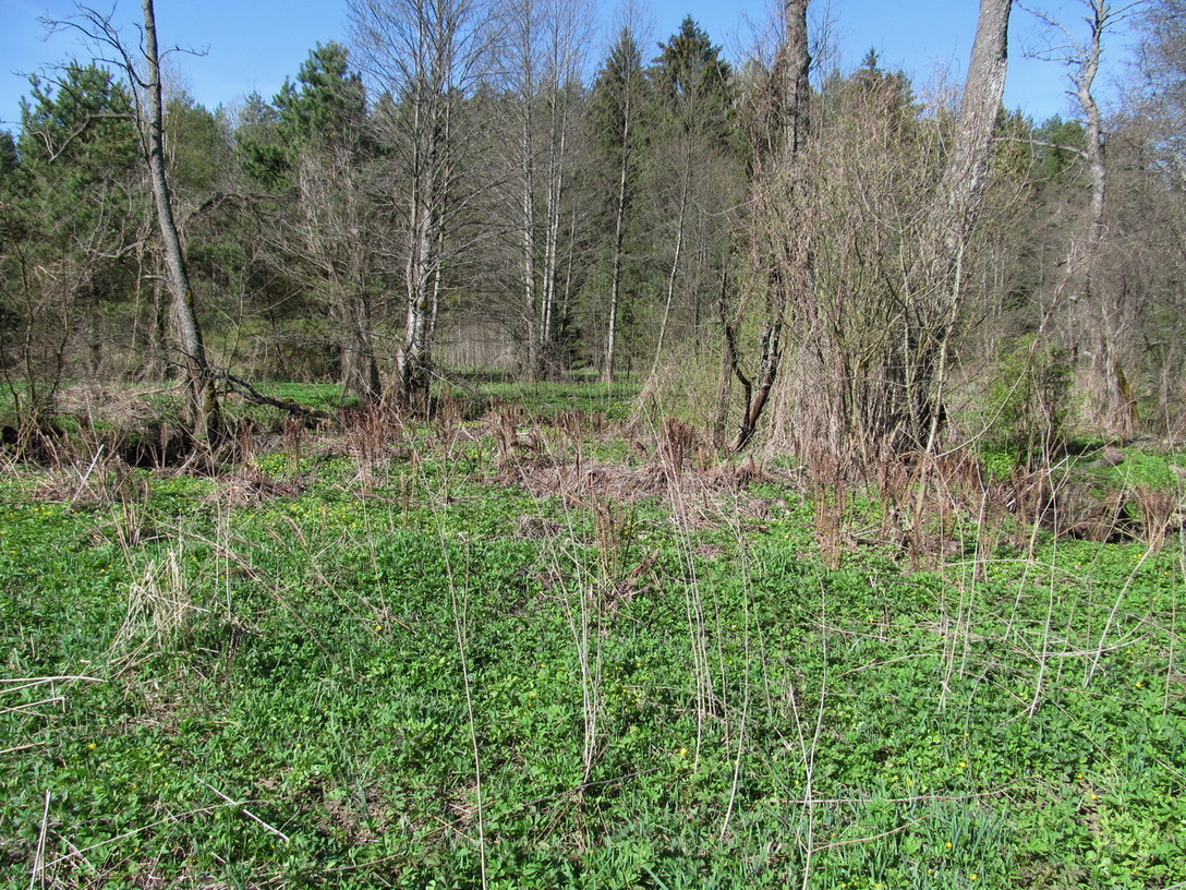 Река Нёвда, image of landscape/habitat.
