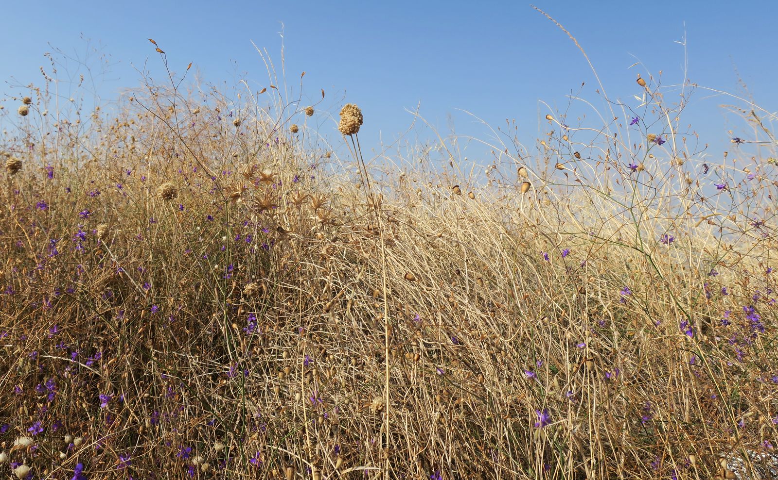 Дюны Несебра, image of landscape/habitat.