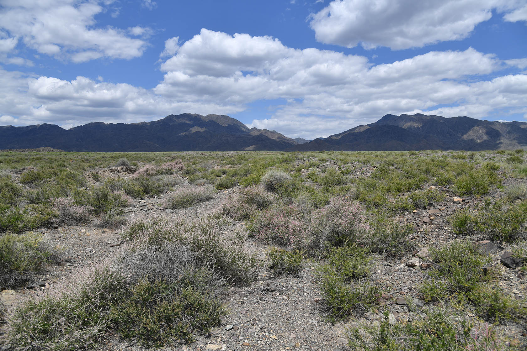 Алтын-Эмель, image of landscape/habitat.