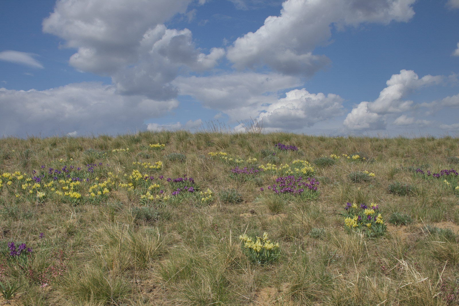 Балка Западная, image of landscape/habitat.
