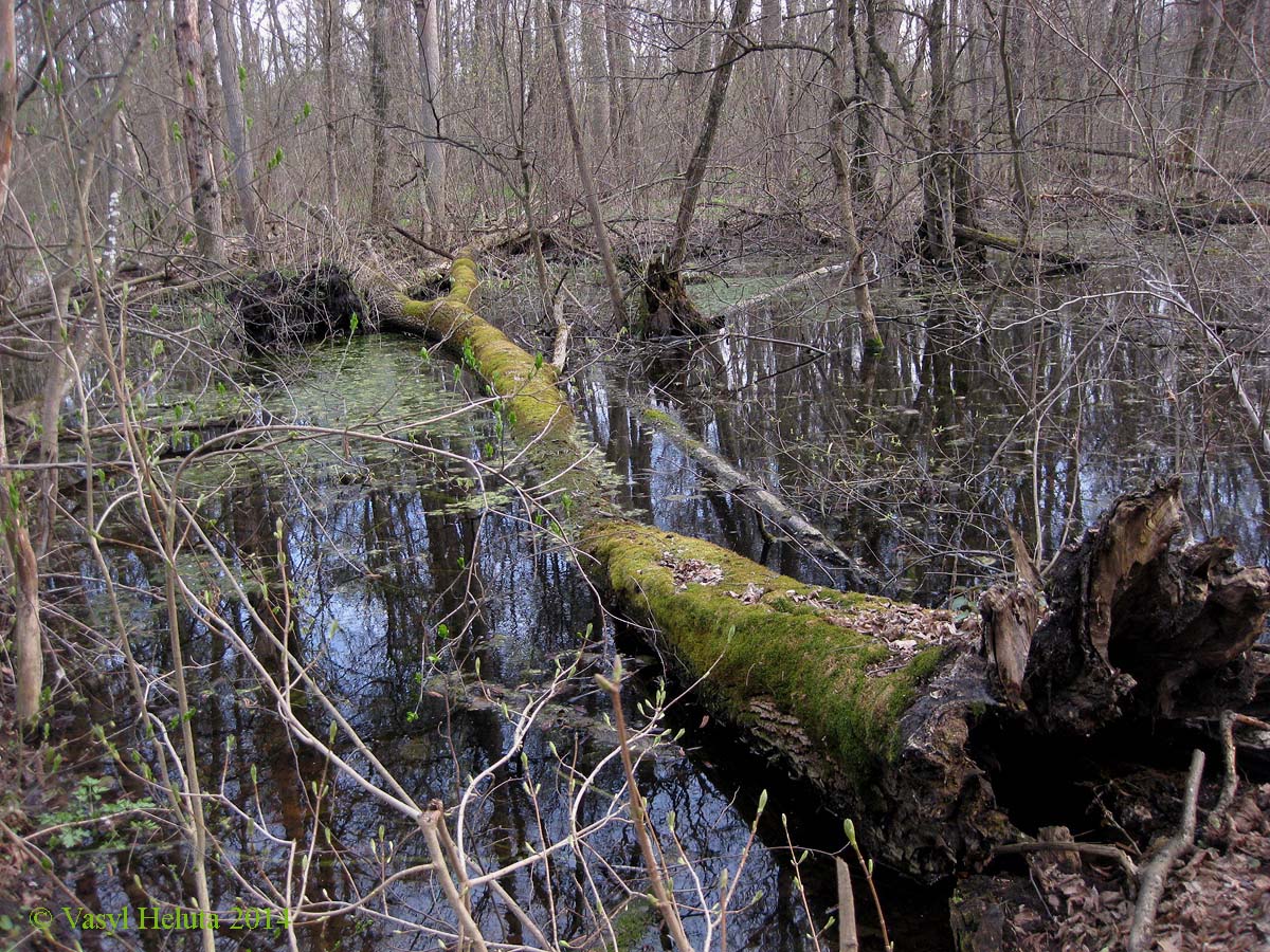 Лесники, низинная часть, image of landscape/habitat.