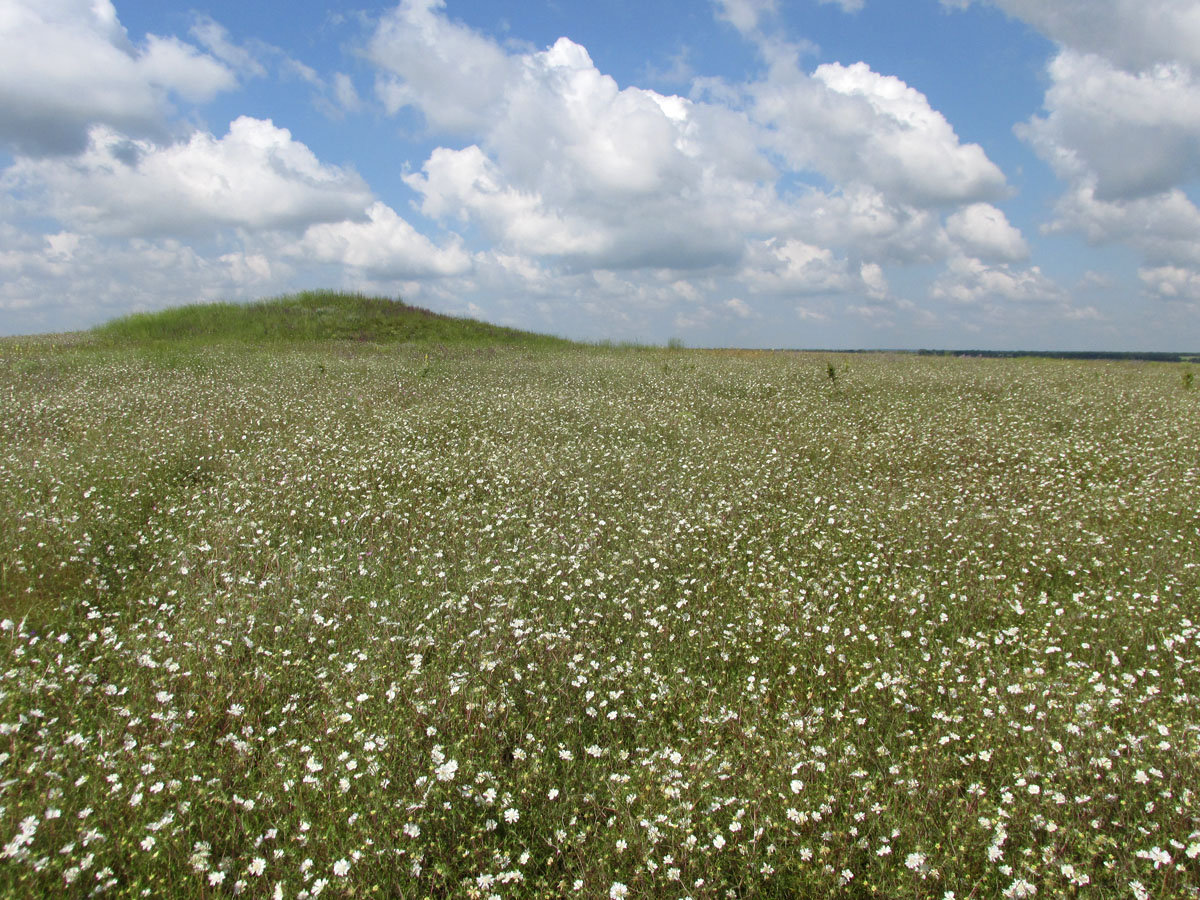 Степь у села Урожайное, image of landscape/habitat.