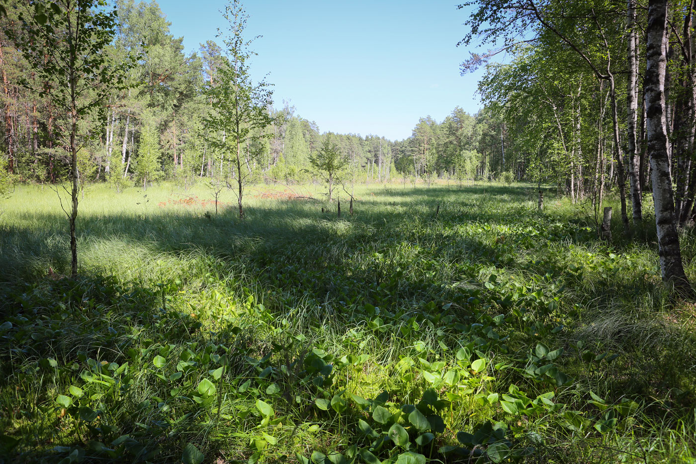 Кунчурихинский бор, image of landscape/habitat.