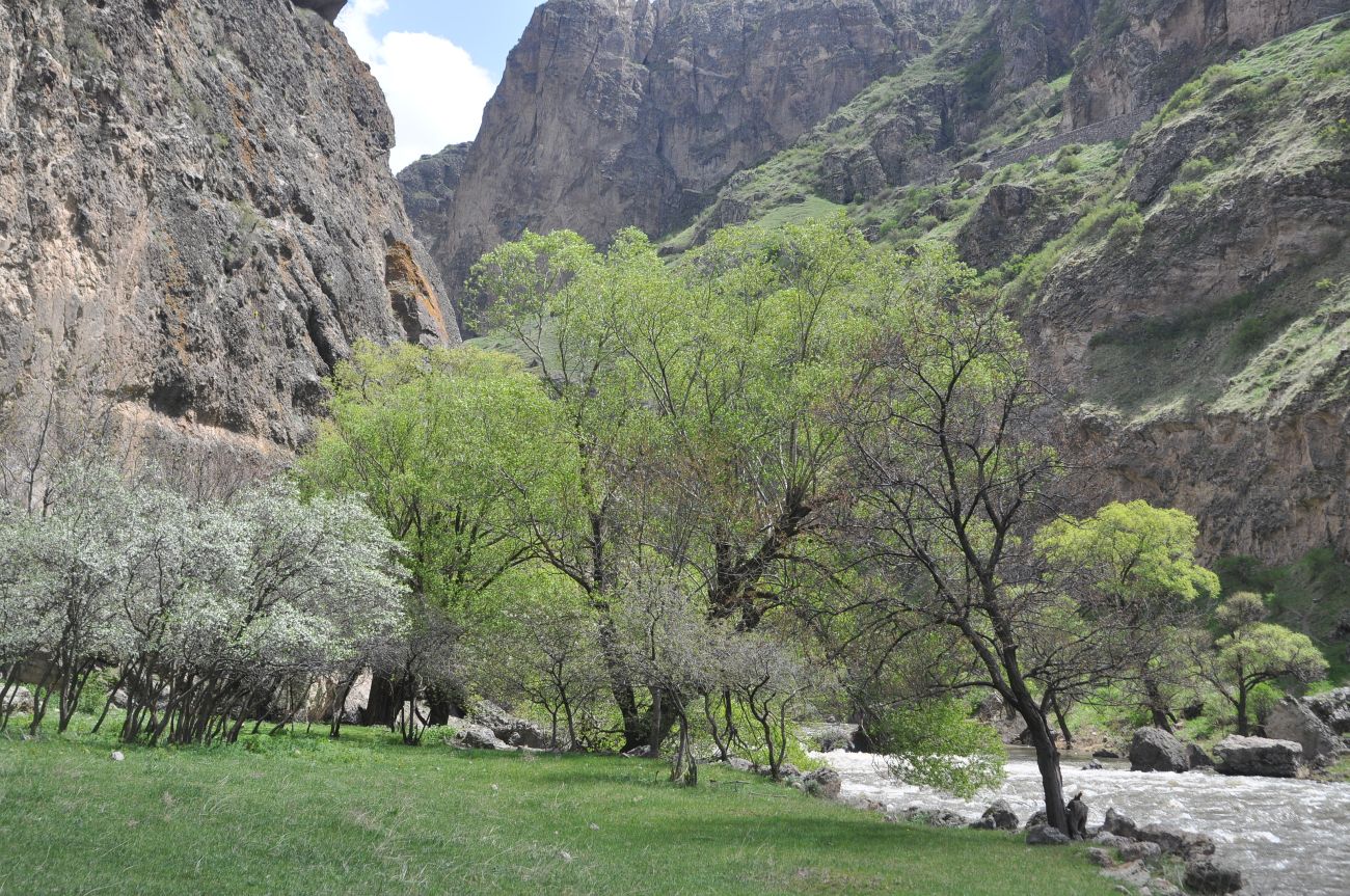 Окрестности крепости Тмогви, image of landscape/habitat.