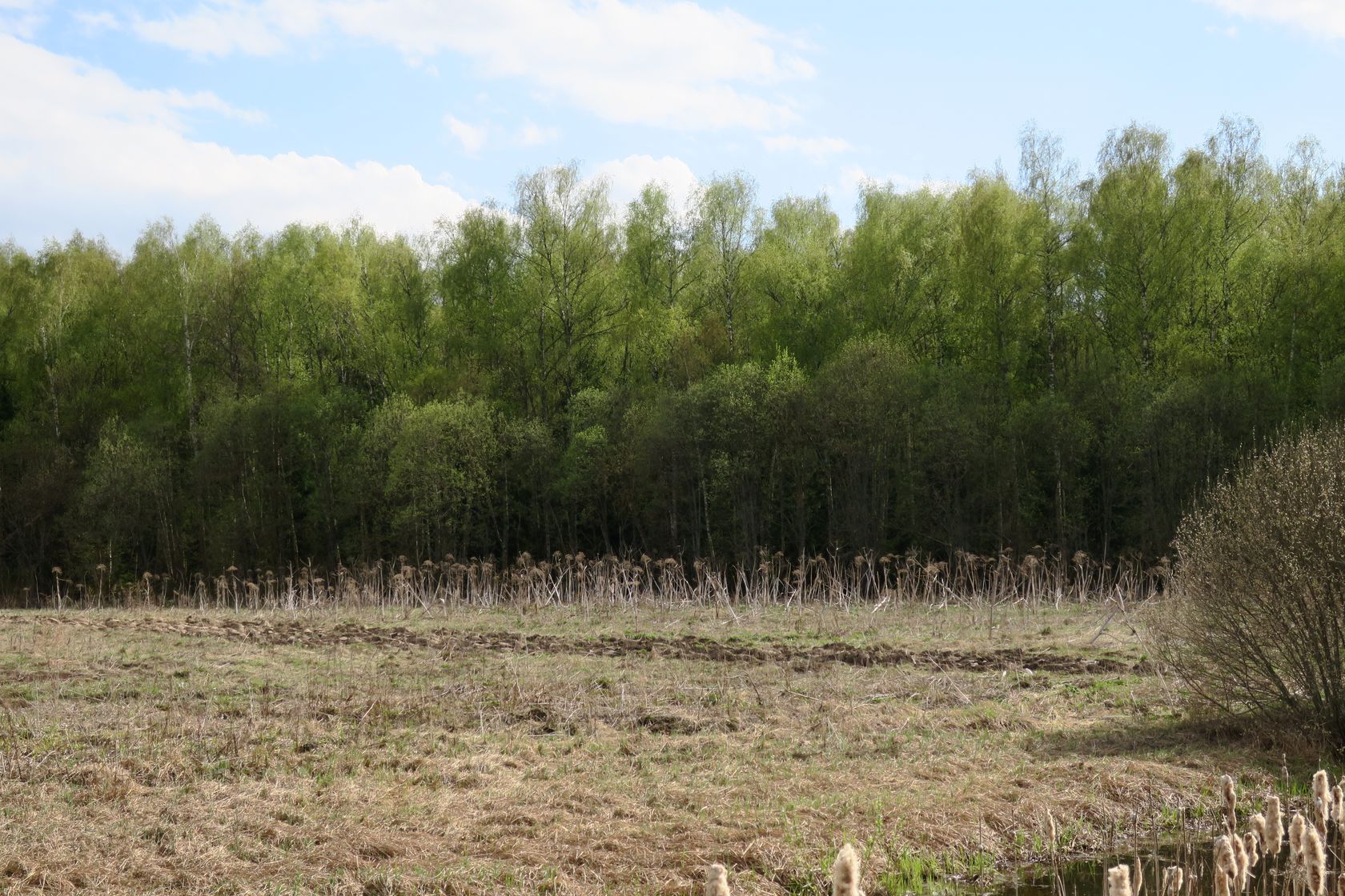 Ярцево, image of landscape/habitat.