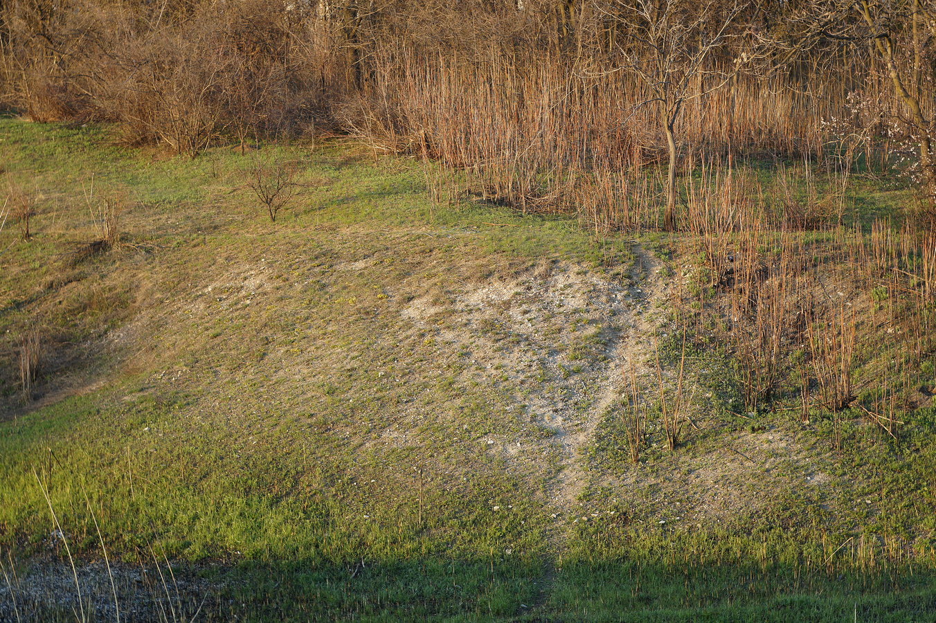 Балка Бирючья, image of landscape/habitat.