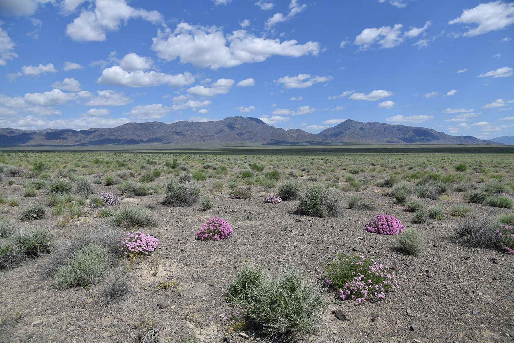 Алтын-Эмель, image of landscape/habitat.