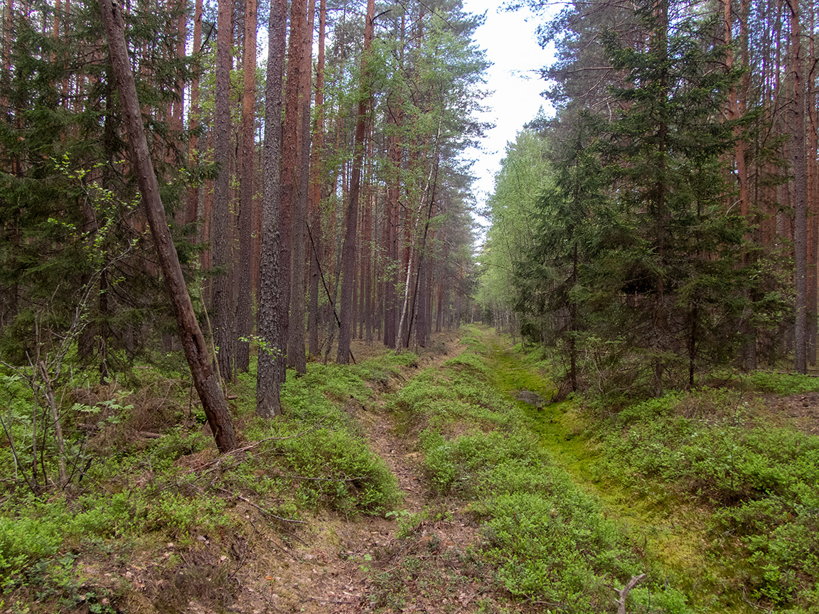 Шлюз №2 канала им. Москвы, image of landscape/habitat.