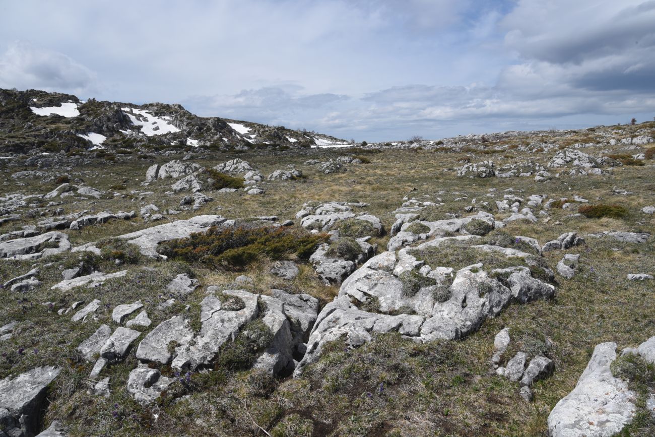 Окрестности горы Нагай-Кош, image of landscape/habitat.