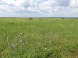 Степь у села Урожайное, image of landscape/habitat.