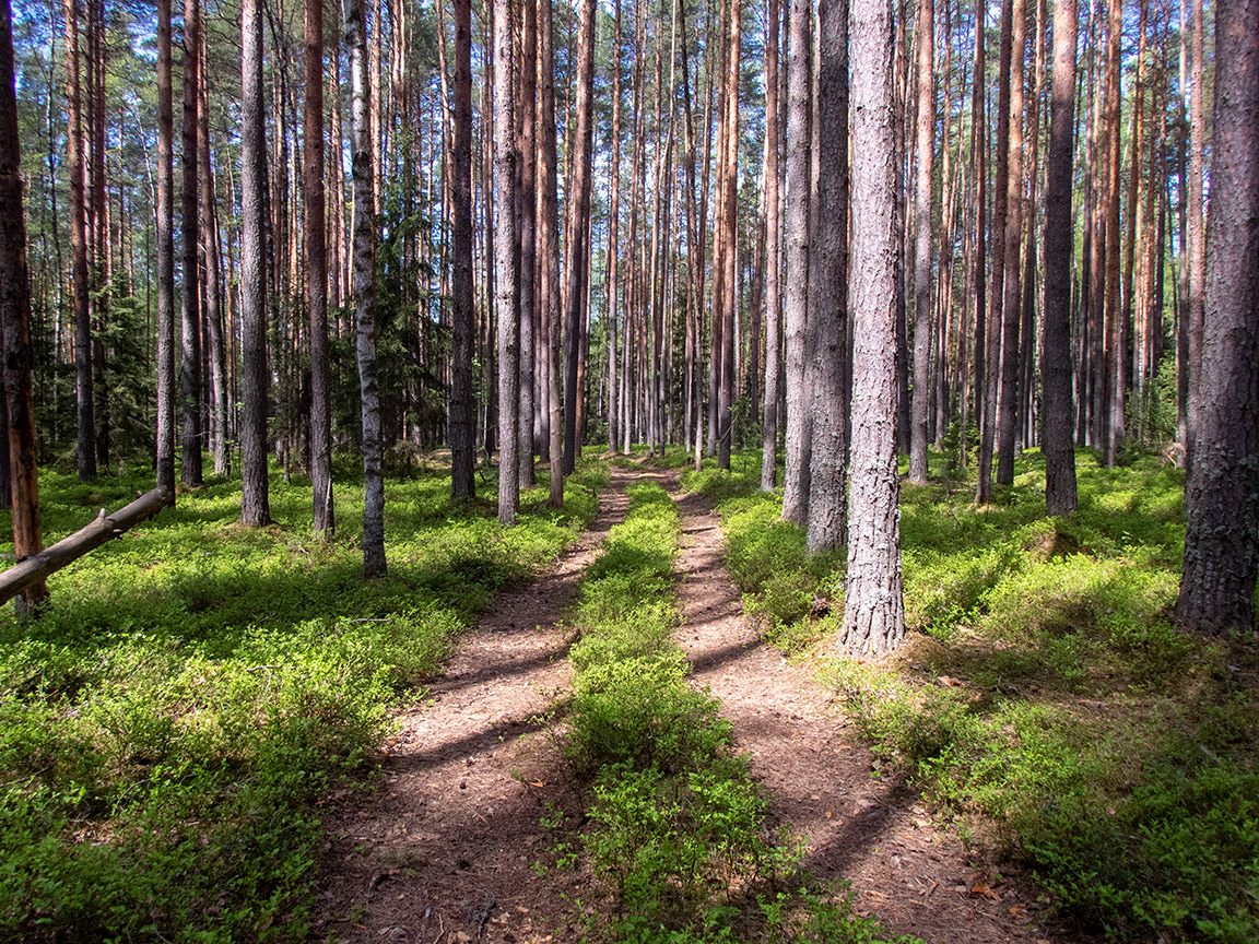 Шлюз №2 канала им. Москвы, image of landscape/habitat.