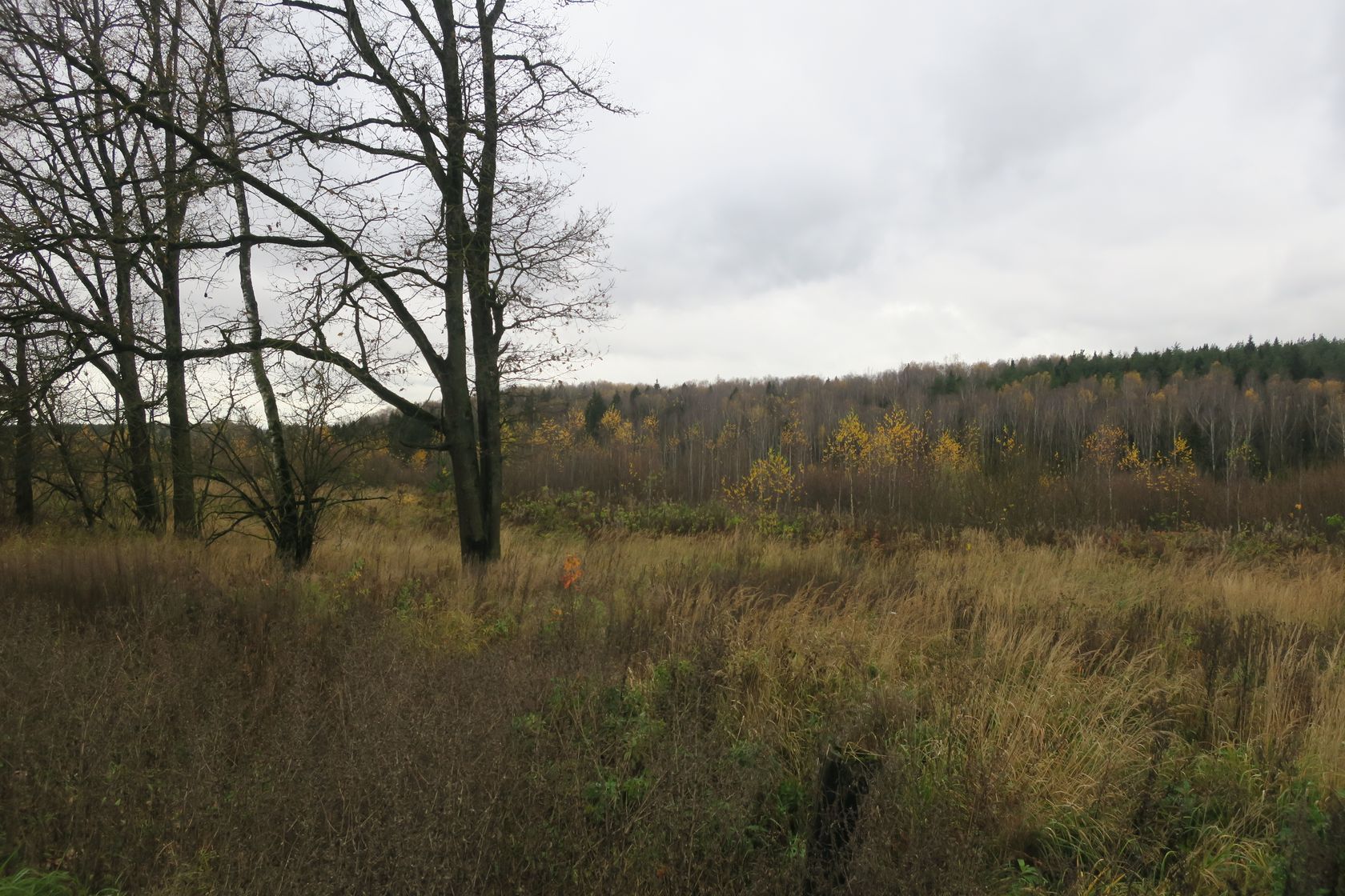 6-й км Красноармейского шоссе, image of landscape/habitat.