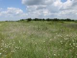 Степь у села Урожайное, image of landscape/habitat.