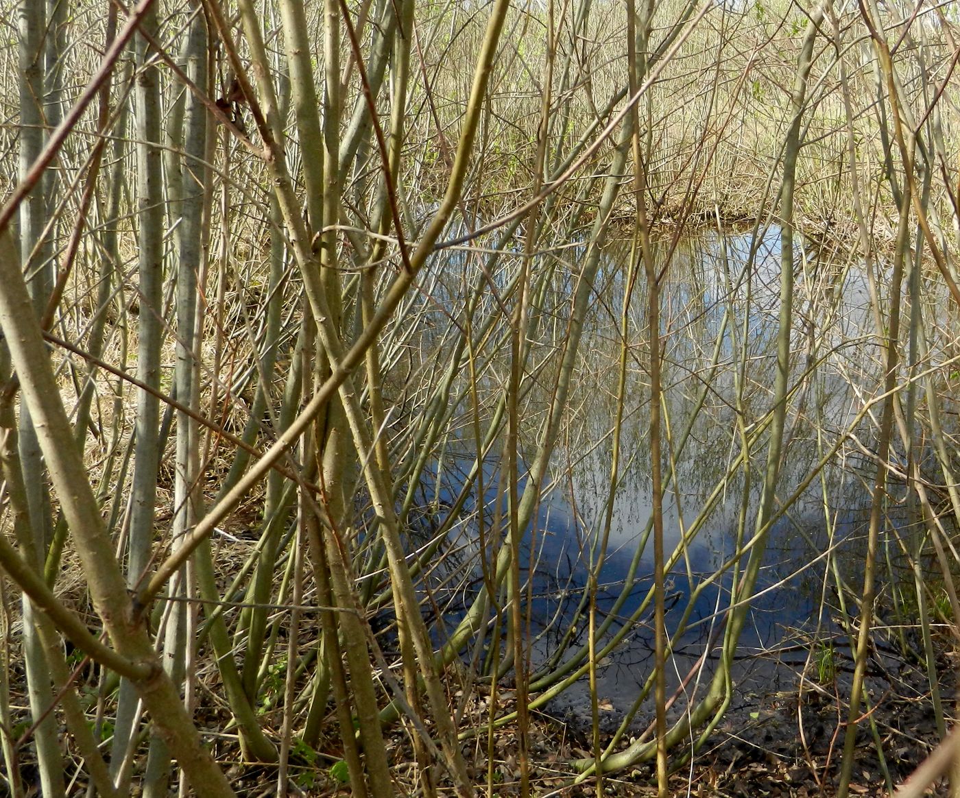 Ярцево, image of landscape/habitat.