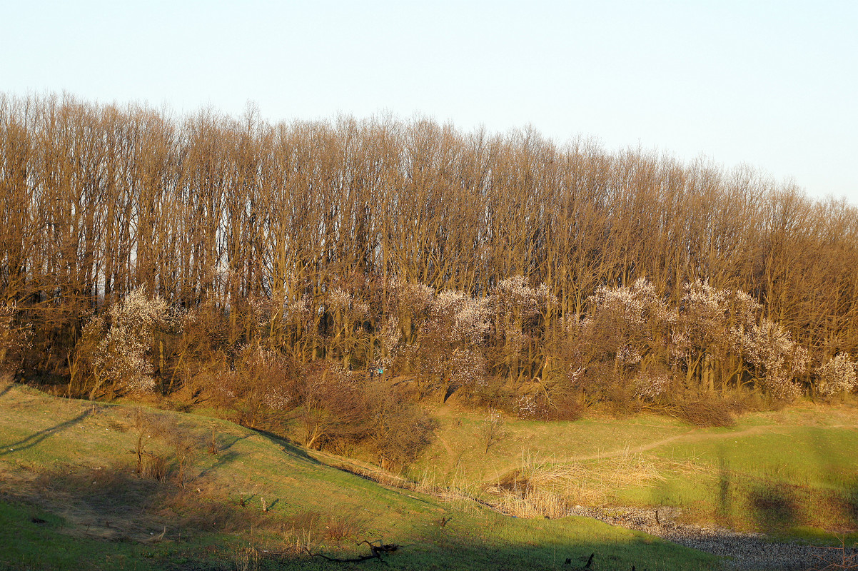 Балка Бирючья, image of landscape/habitat.