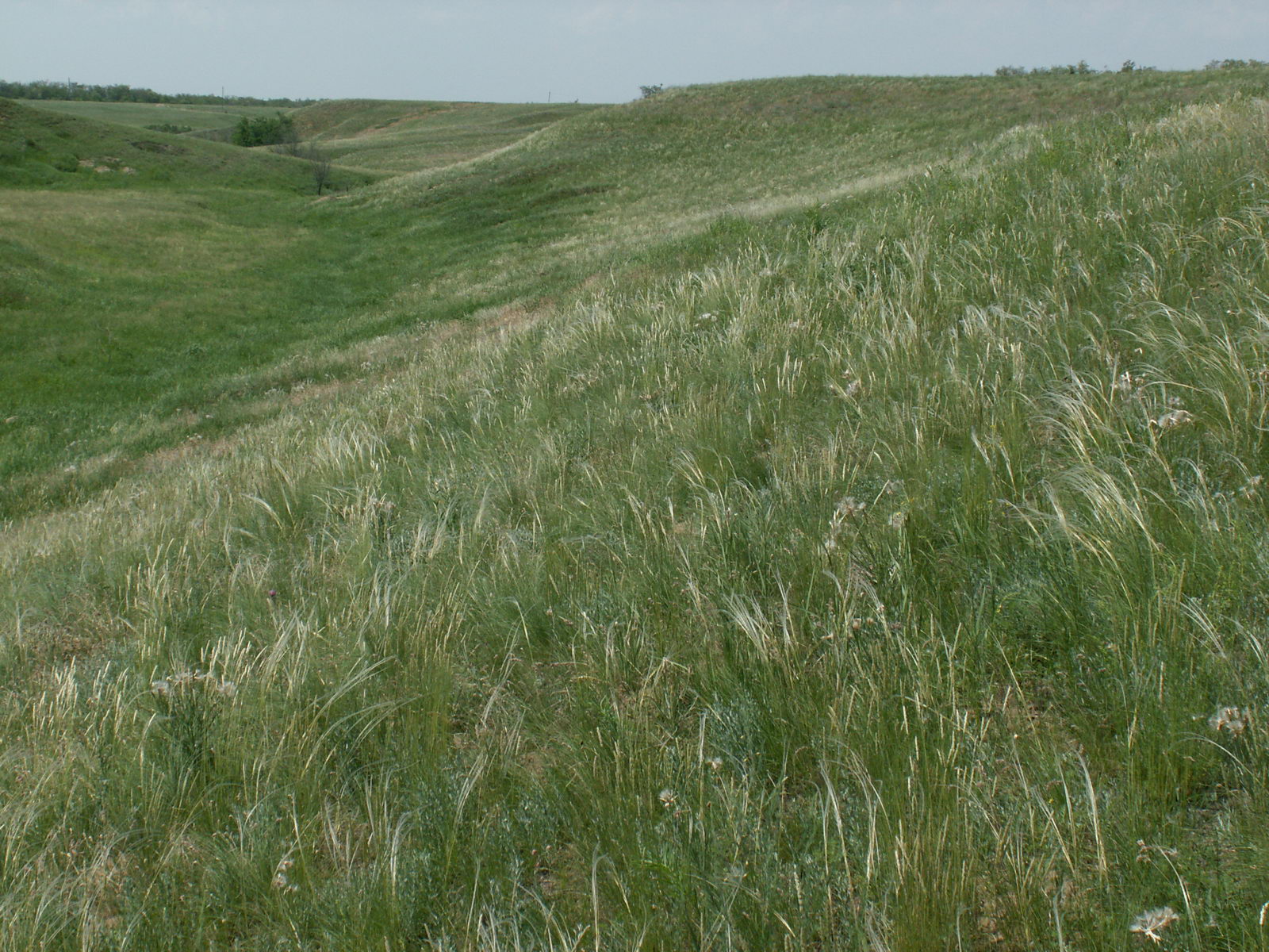 Балка Западная, image of landscape/habitat.