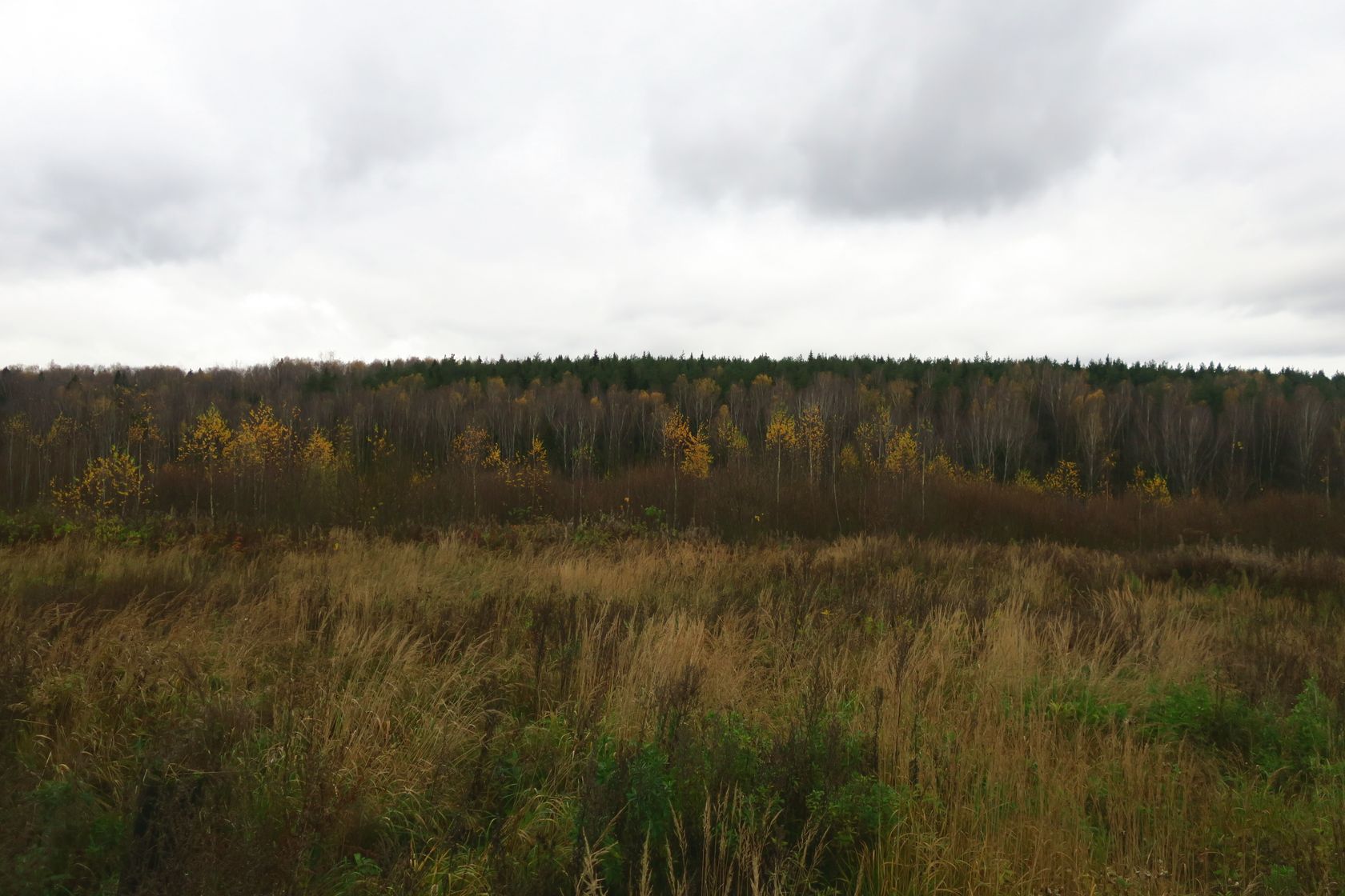 6-й км Красноармейского шоссе, image of landscape/habitat.