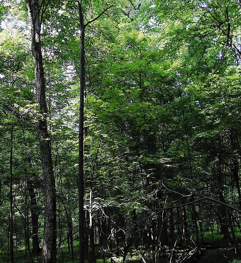 Беловежская пуща, image of landscape/habitat.